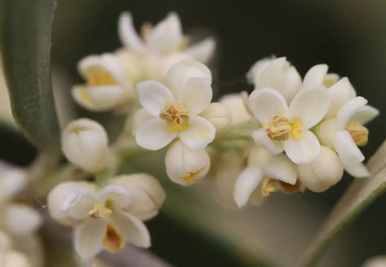 Piccolo fiore ermafrodita bianco con pistilli gialli e stami marroni, su un ramo sfocato.