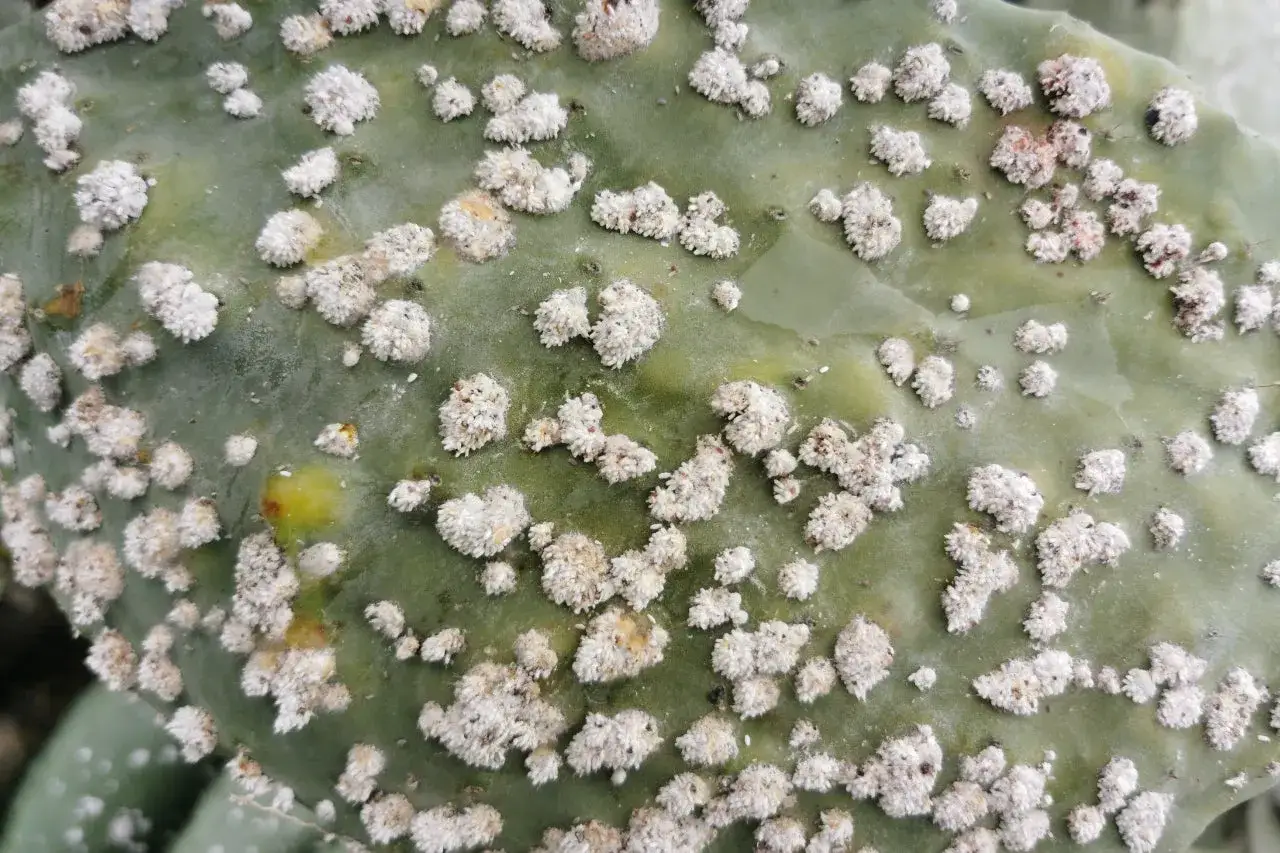 Infestazione di cocciniglia bianca su una foglia di fico d'India. Le piccole colonie bianche ricoprono la superficie verde.