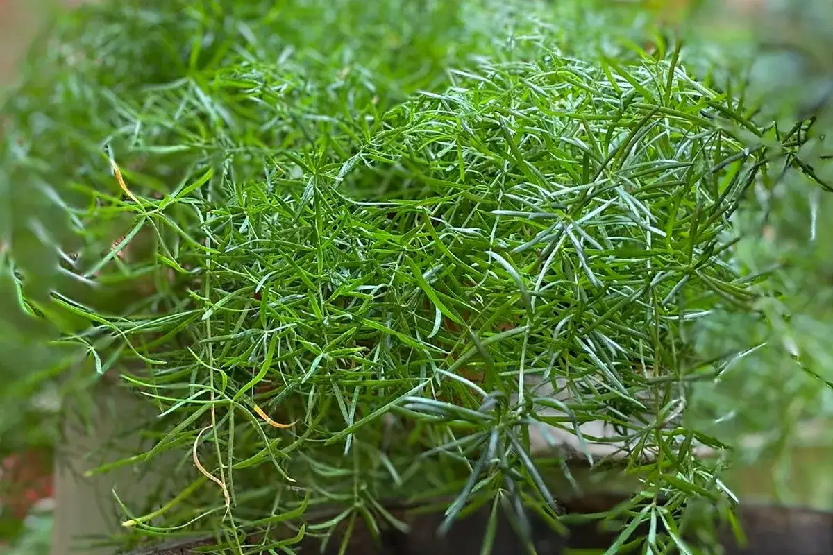 Asparagina, una rigogliosa pianta da esterno con fogliame verde intenso e filiforme, perfetta per aggiungere un tocco di natura.