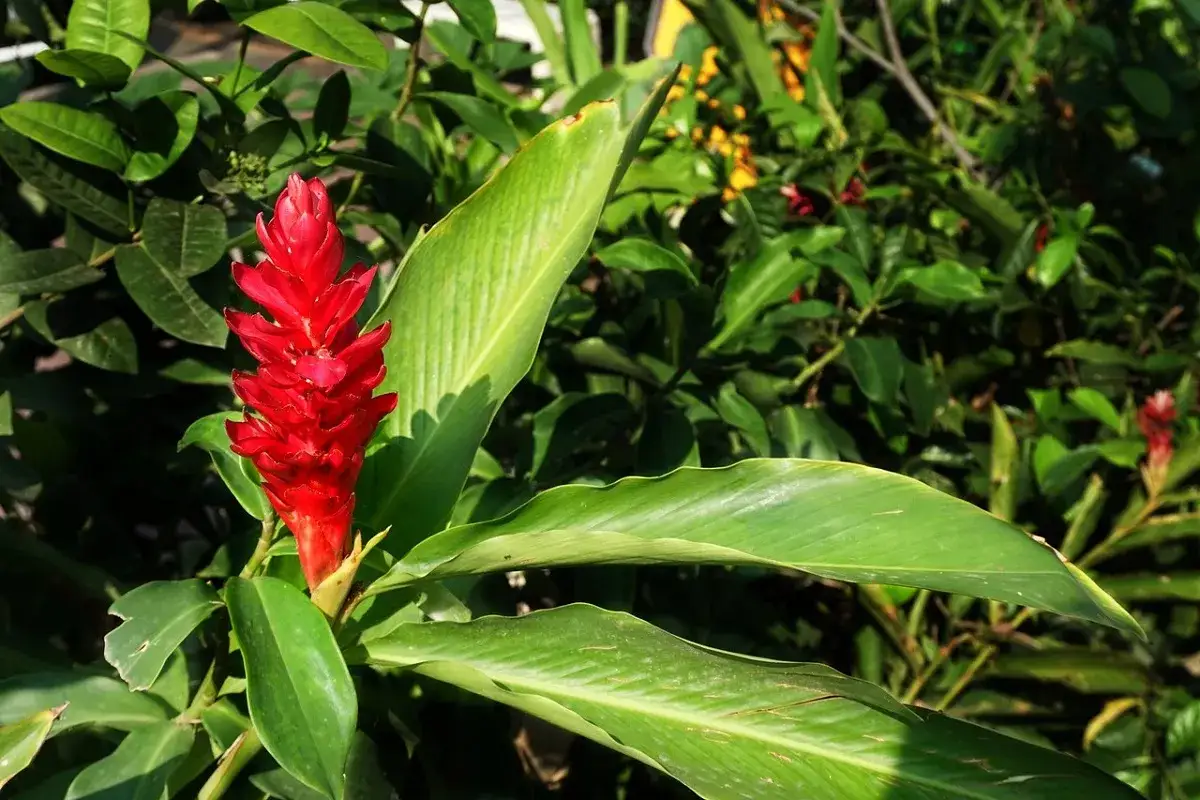 Un fiore rosso vibrante, simile a una pigna, spicca tra le foglie verdi lussureggianti. &Egrave; un momento perfetto per pensare a quando si pianta lo zenzero.