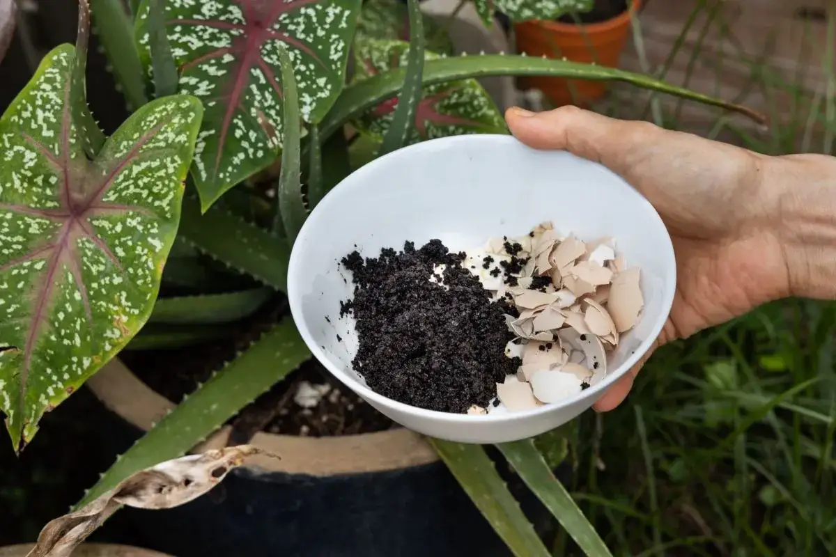 Mano tiene una ciotola con terra e gusci d'uovo tritati, un ottimo bio magno per le piante.
