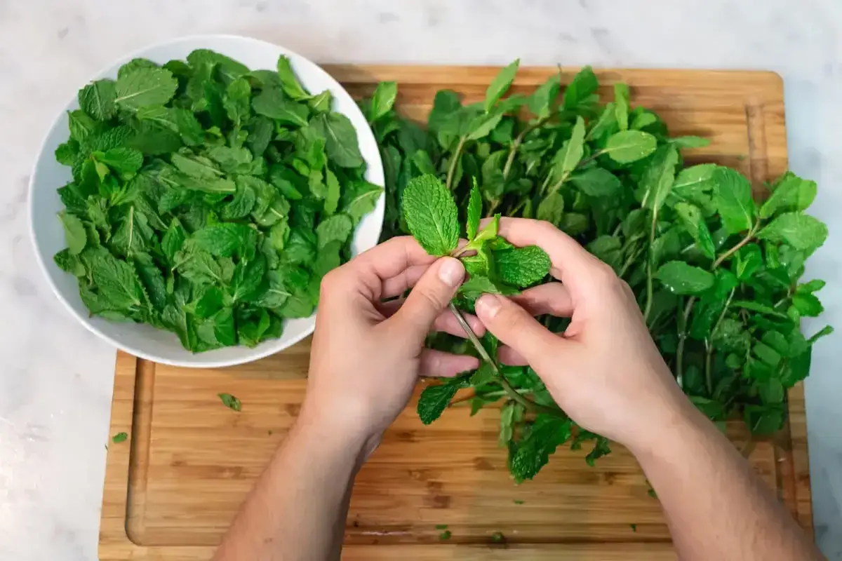 Mani che separano le foglie di menta fresca da un mazzo, pronte per essere raccolte in una ciotola.