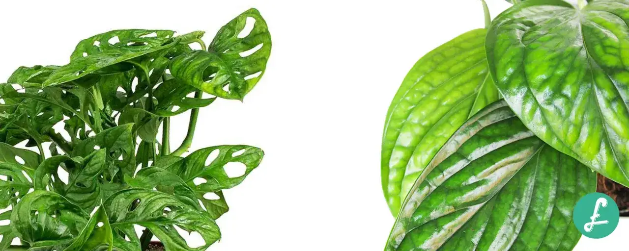 Monstera adansonii e altre piante rampicanti da interno con foglie verdi e traforate, perfette per decorare ogni angolo della casa.