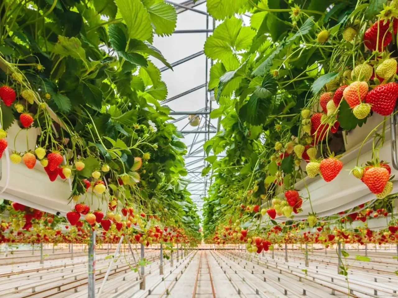 Fila di piante di fragole rosse e verdi in serra, con frutti maturi e acerbi che pendono dai rami.