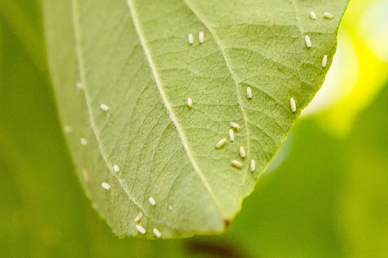 Piccoli insetti bianchi infestano una foglia verde. È necessario intervenire per eliminare afidi bianchi e salvare la pianta.