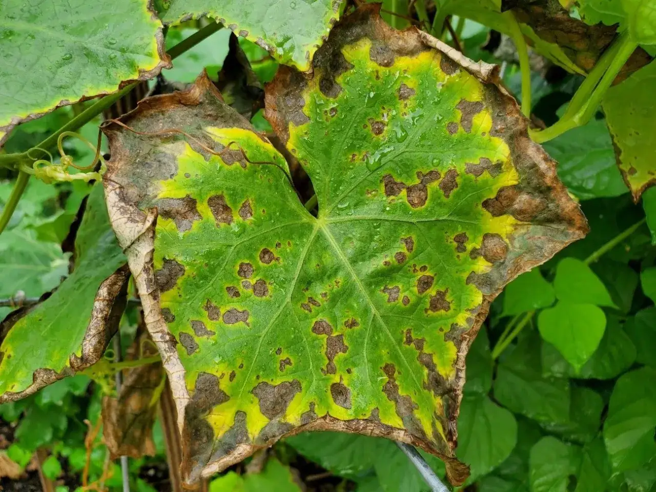 Foglia verde con macchie marroni e bordi ingialliti, segno di carenza di potassio nelle piante.