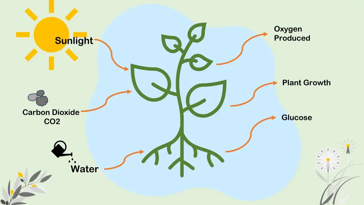La fotosintesi produce ossigeno, glucosio e crescita per la pianta, usando luce solare, CO2 e acqua.