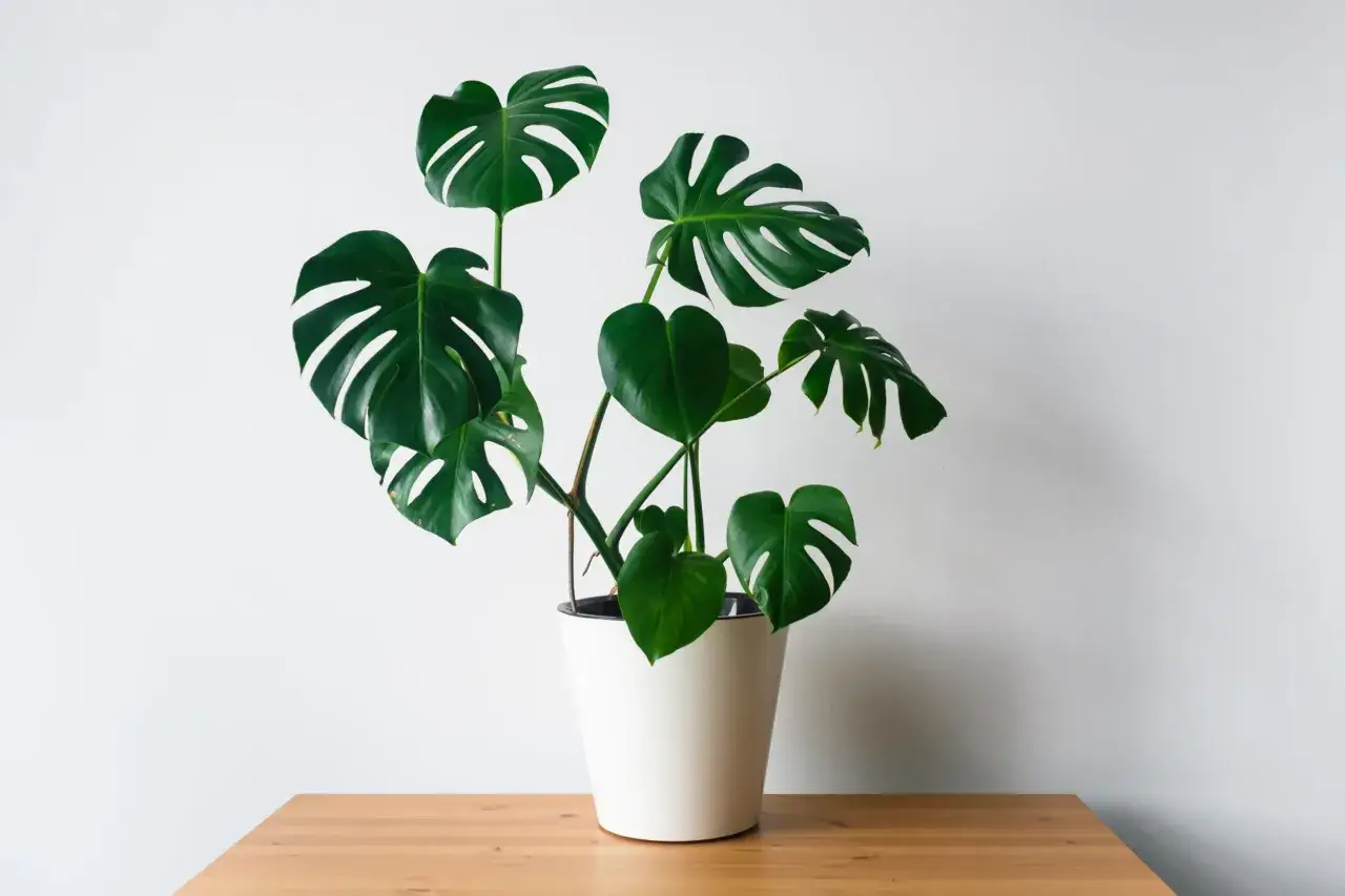 Monstera deliciosa, un esempio dei tanti tipi di monstera, con le sue iconiche foglie fenestrate in un vaso bianco su un tavolo di legno.