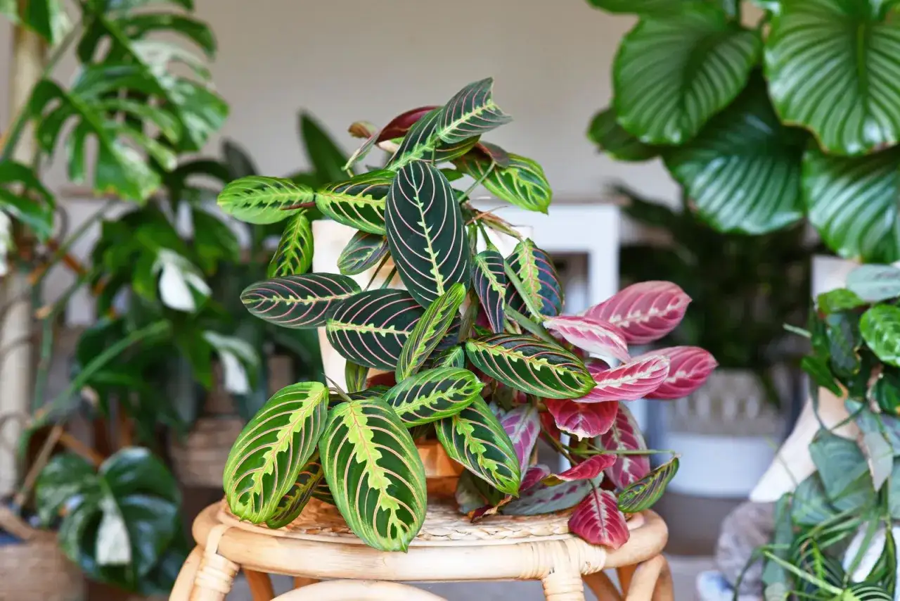 Pianta tropicale da interno con foglie verdi e rosa, un vero gioiello per la casa.