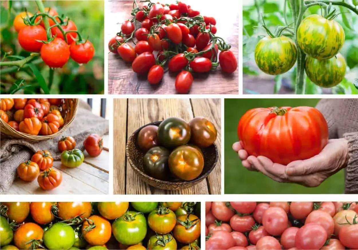 Varietà di pomodori, da quelli ciliegino a quelli a grappolo, perfetti per imparare come coltivare i pomodori e ottenere un raccolto abbondante.
