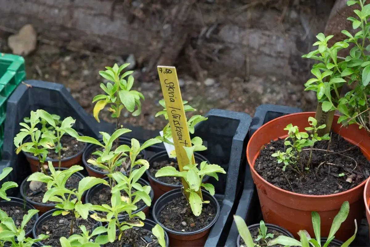 Piccoli vasi con piantine di stevia, pronte per la coltivazione. Un cartellino indica 