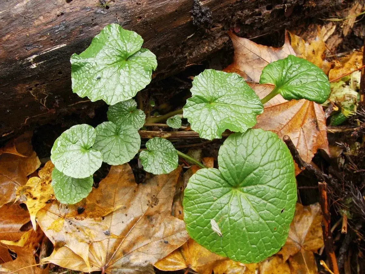 Foglie verdi e lucide di wasabi pianta crescono tra le foglie autunnali cadute vicino a un tronco d'albero.