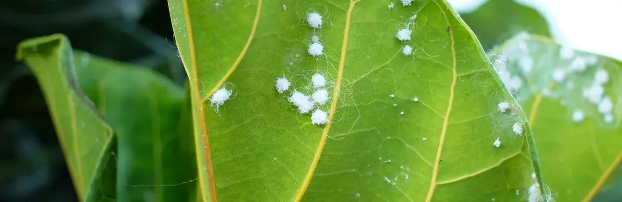 Cocciniglie cotonose su foglia verde, producono melata appiccicosa.