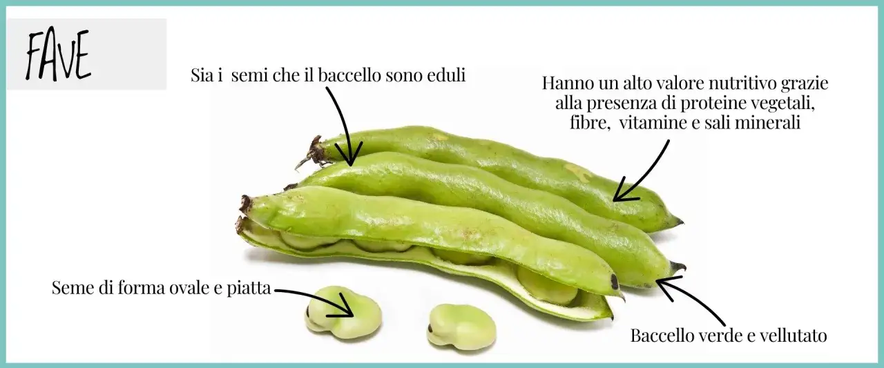 Baccelli verdi e vellutati di fave, con semi ovali e piatti. Ricchi di proteine, fibre e vitamine, sono un alimento nutriente.