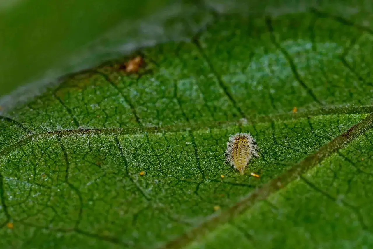 Larva di crisopa, un predatore di parassiti delle piante fiorifere, si muove su una foglia verde.