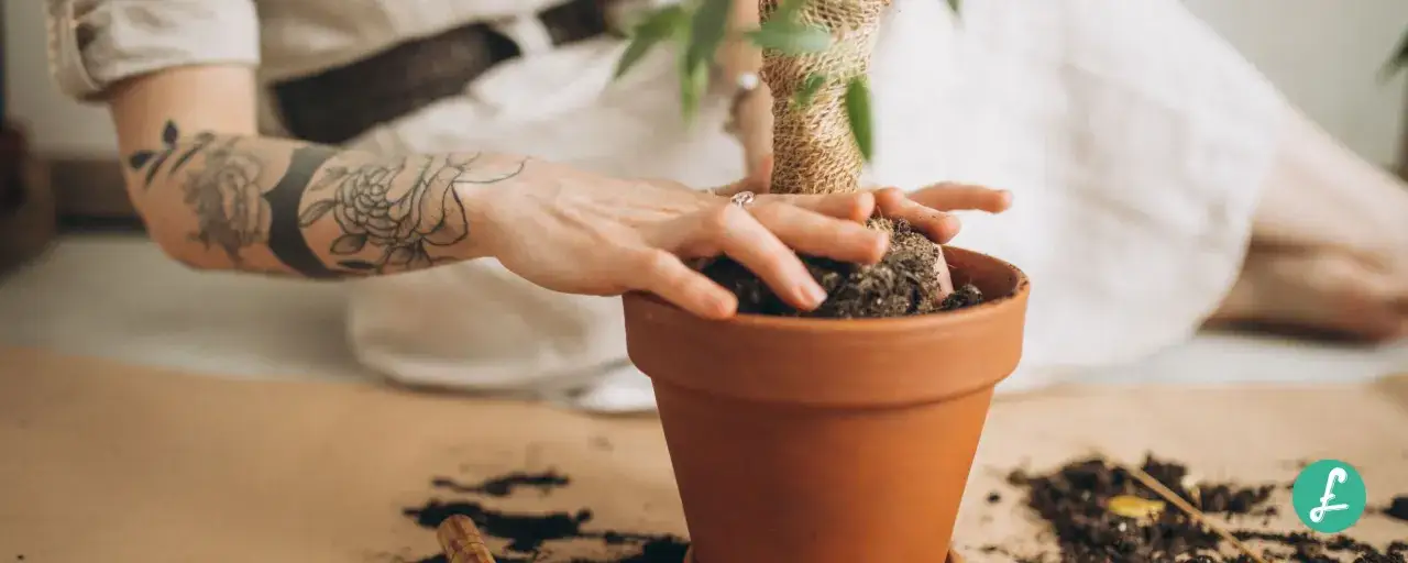Mani tatuate che rinvasano una pianta in un vaso di terracotta. Un modo per prendersi cura delle piante e capire come eliminare le formiche dal terriccio.
