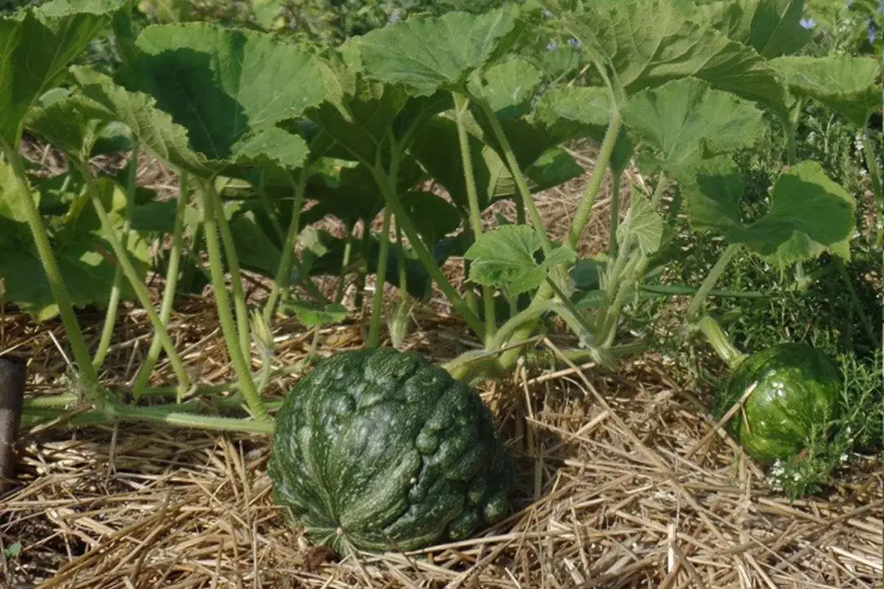 Una pianta di zucca con due frutti verdi, uno grande e rugoso, l'altro pi&ugrave; piccolo, su un letto di paglia.