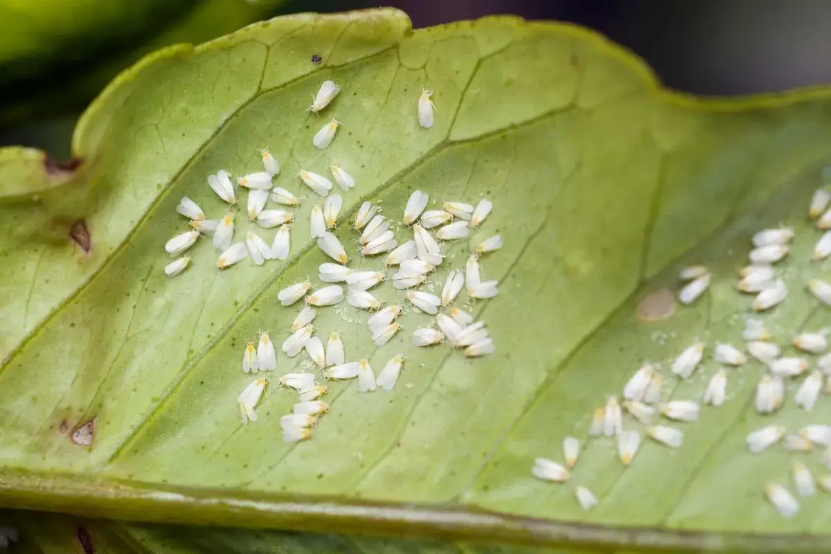 Un grappolo di mosca bianca, piccoli insetti alati bianchi, si posa su una foglia verde.