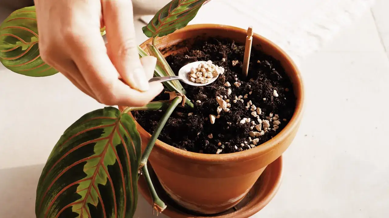 Mano aggiunge perlite, piccoli insetti nella terra dei vasi, per migliorare il drenaggio di una pianta.