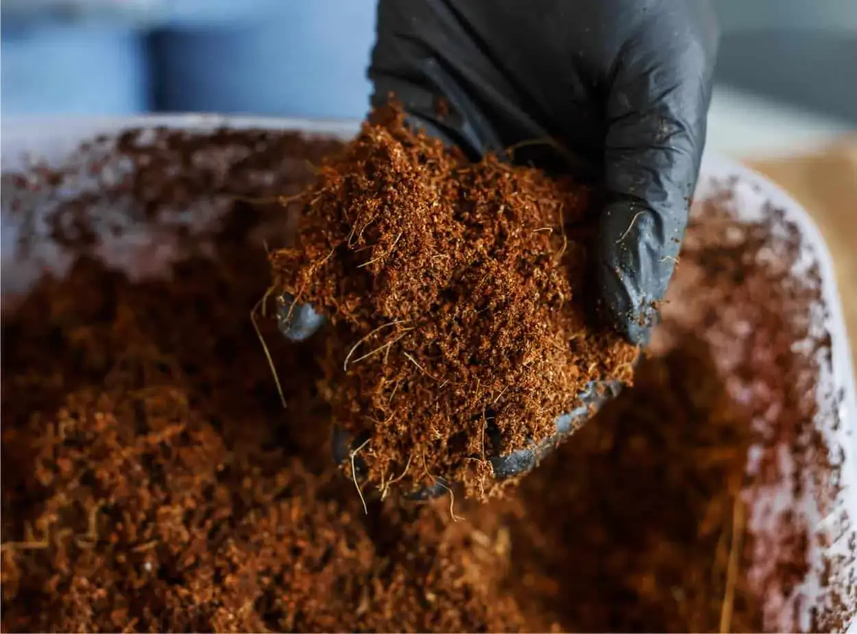 Mano guantata in nero raccoglie una manciata di fibra di cocco, substrato ideale per le tue piante. 100% coco.