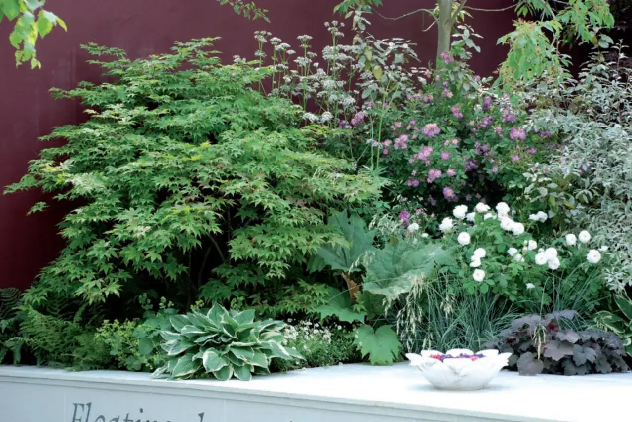 Un rigoglioso giardino con aceri giapponesi, rose bianche e rosa, felci e fiori perenni tappezzanti che creano un'oasi di verde e colore.