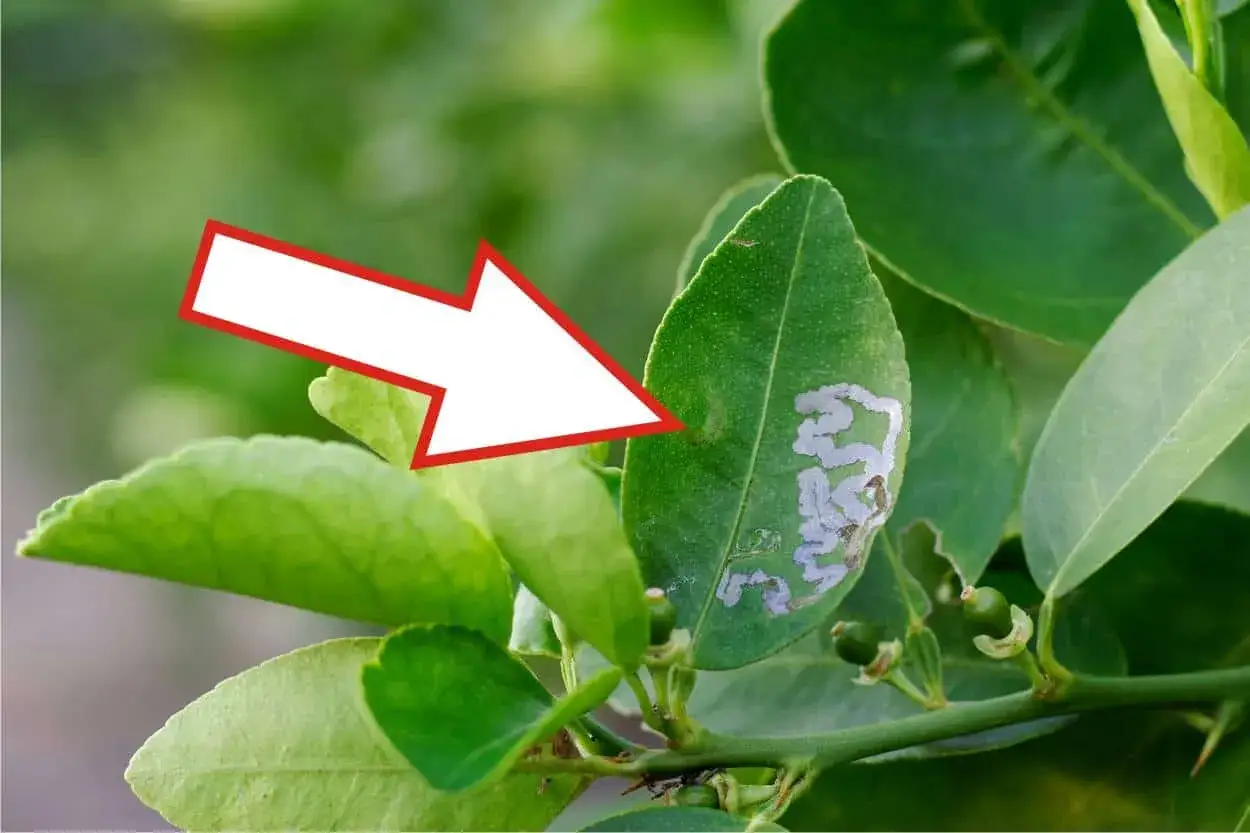 Foglia di limone con gallerie della minatrice serpentina. Scopri i rimedi naturali per combatterla.