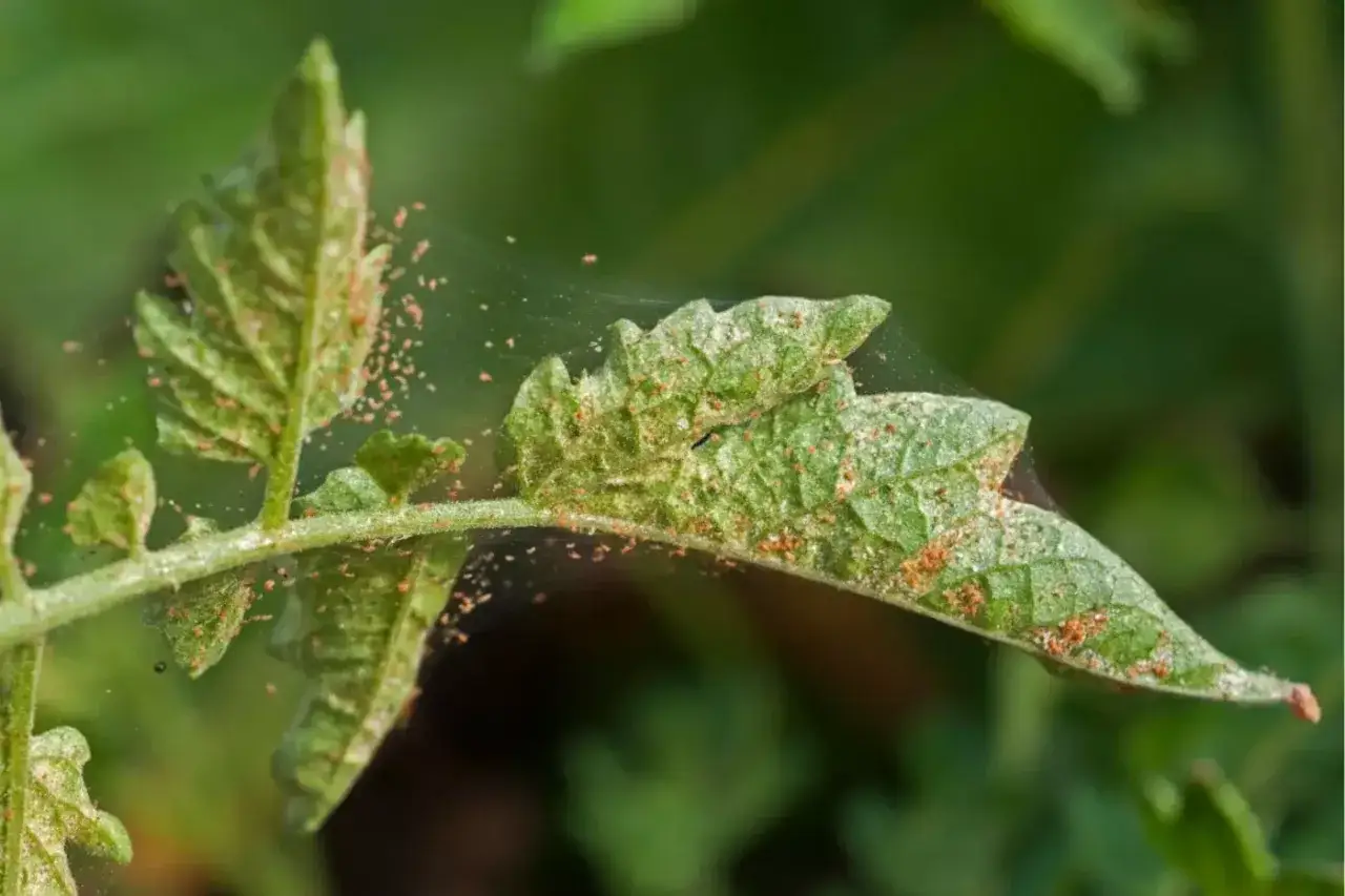 Piccoli acari rossastri e neri infestano una foglia di pomodoro, creando sottili ragnatele.