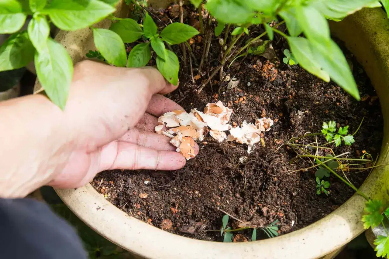 Mani che spargono gusci d'uovo tritati nel terriccio, un fertilizzante naturale per le piante.