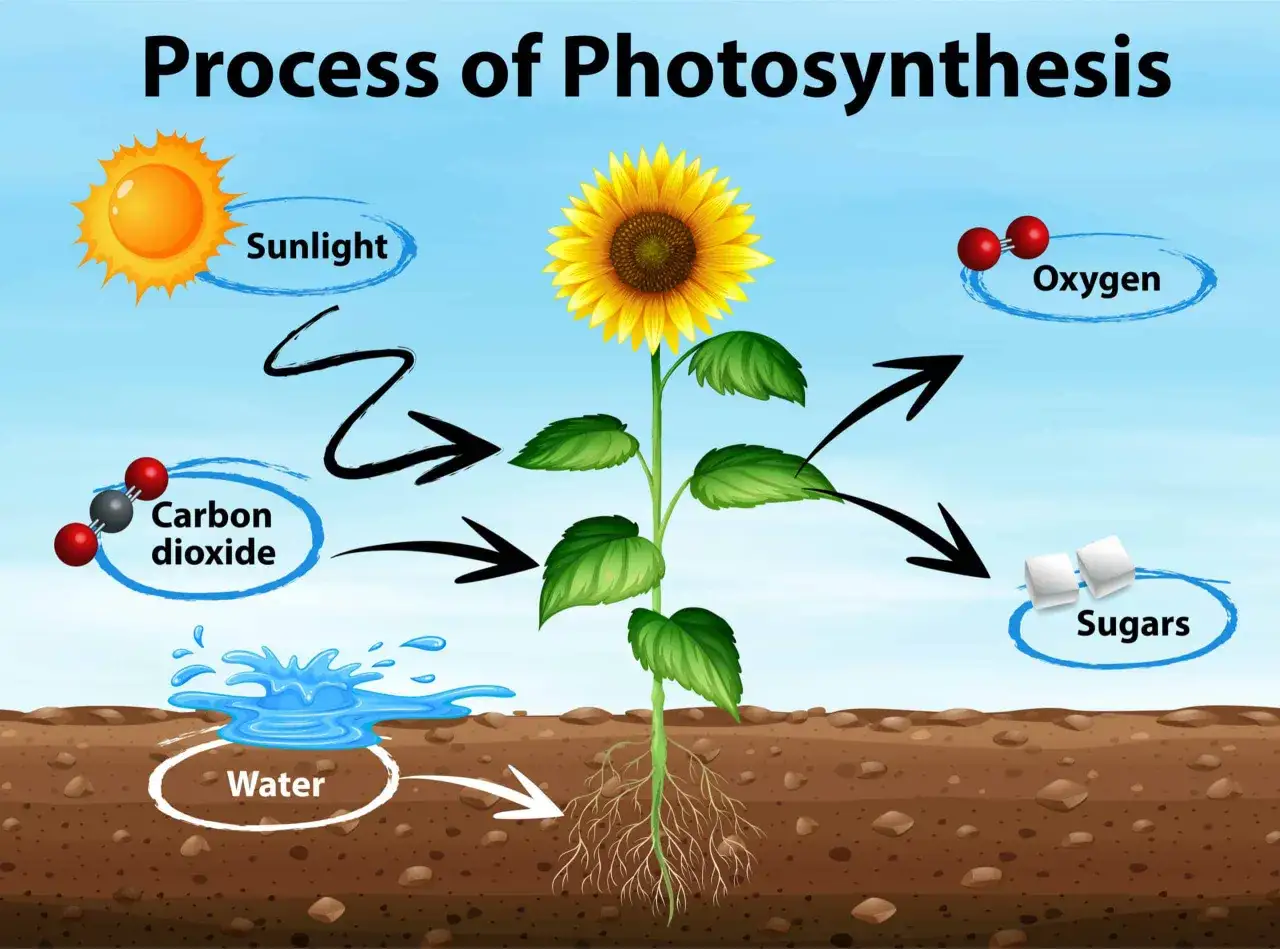 Il girasole usa la clorofilla per la fotosintesi, trasformando luce solare, anidride carbonica e acqua in ossigeno e zuccheri.
