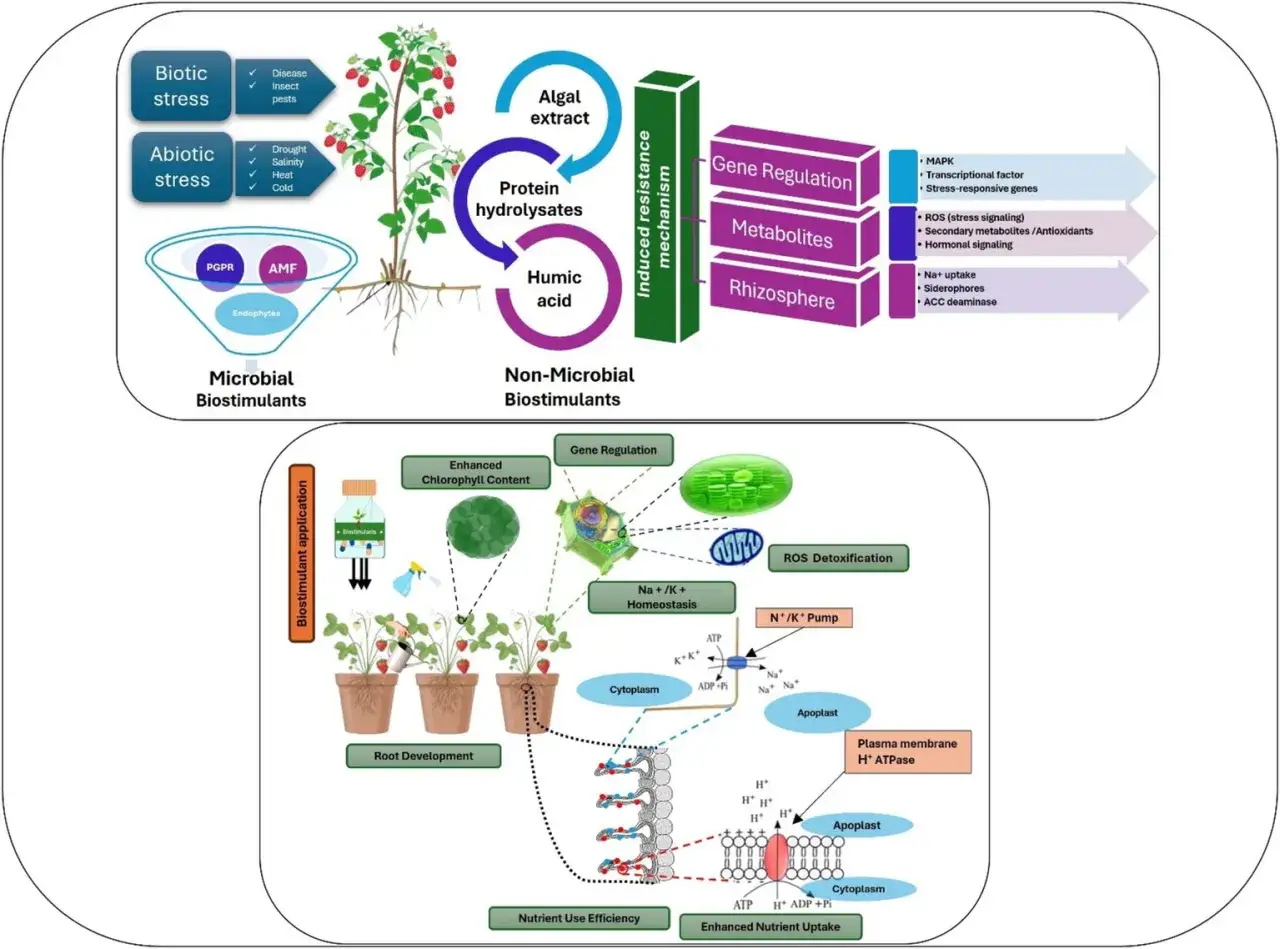 Schema che illustra come i biostimolanti, microbici e non, migliorano la resistenza delle piante agli stress, promuovendo crescita e assorbimento nutrienti. Un vero supervit per le colture.