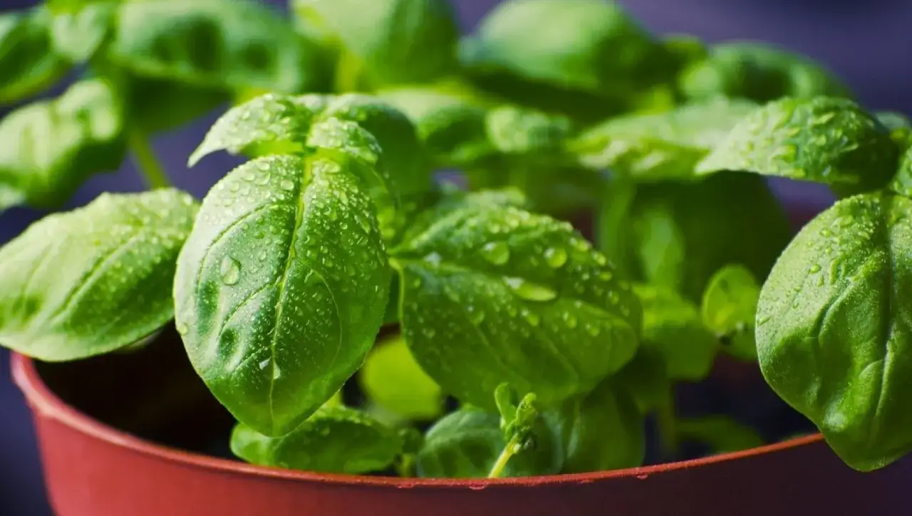 Foglie di basilico fresche e gocciolanti d'acqua in un vaso marrone, pronte per essere piantate e coltivate.