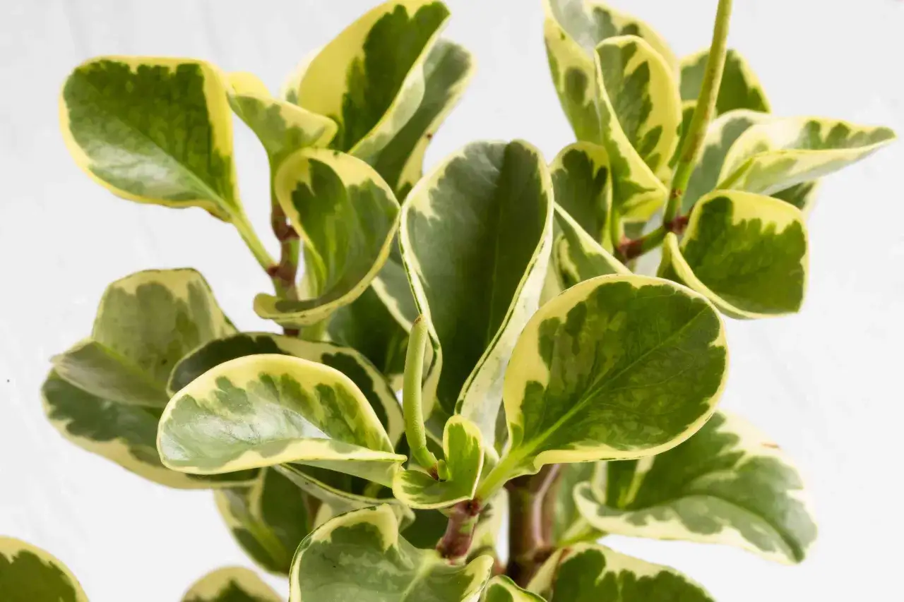 Peperomia variegata con foglie verdi e gialle. La sua cura è semplice, ama la luce indiretta e poca acqua.