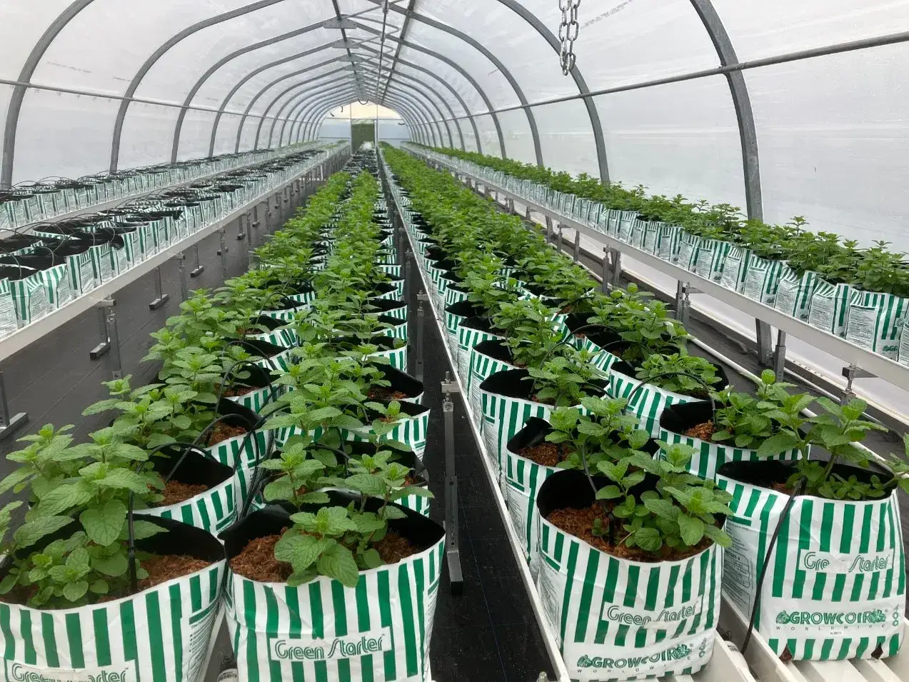 Serre con coltivazione fragole in tubo verticale. Le piante crescono rigogliose in sacchi a righe verdi e bianche, disposti su scaffali metallici.