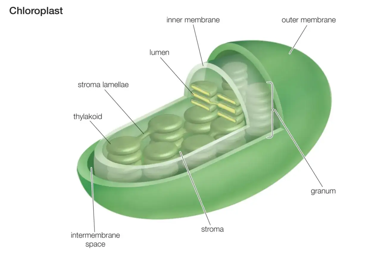 Struttura di un cloroplasto, organello dove avviene la fotosintesi clorofilliana. Si vedono membrane, tilacoidi e grani.