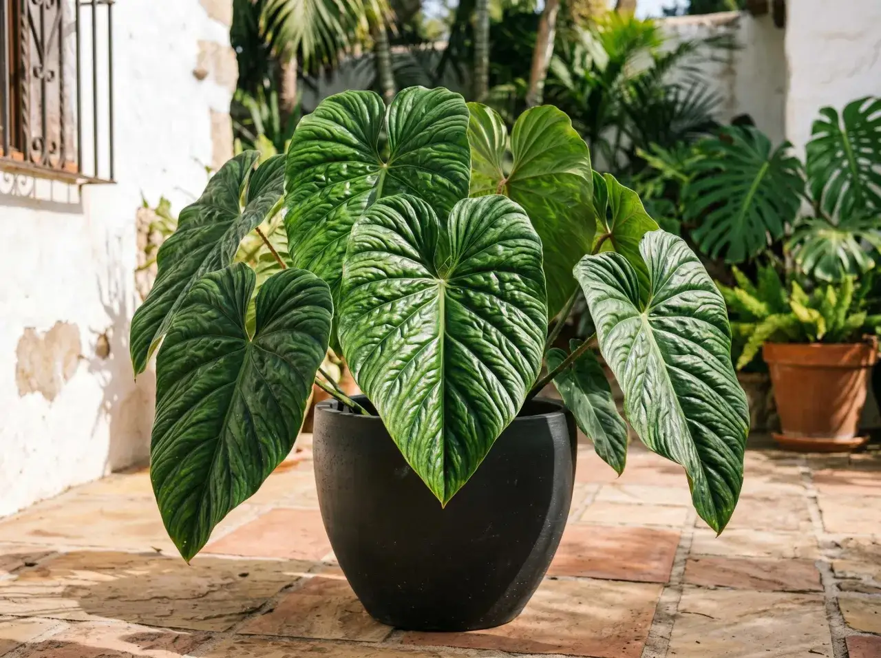 Un rigoglioso philodendron tortum con foglie verdi profonde e venature evidenti, in un vaso nero su un patio di terracotta.