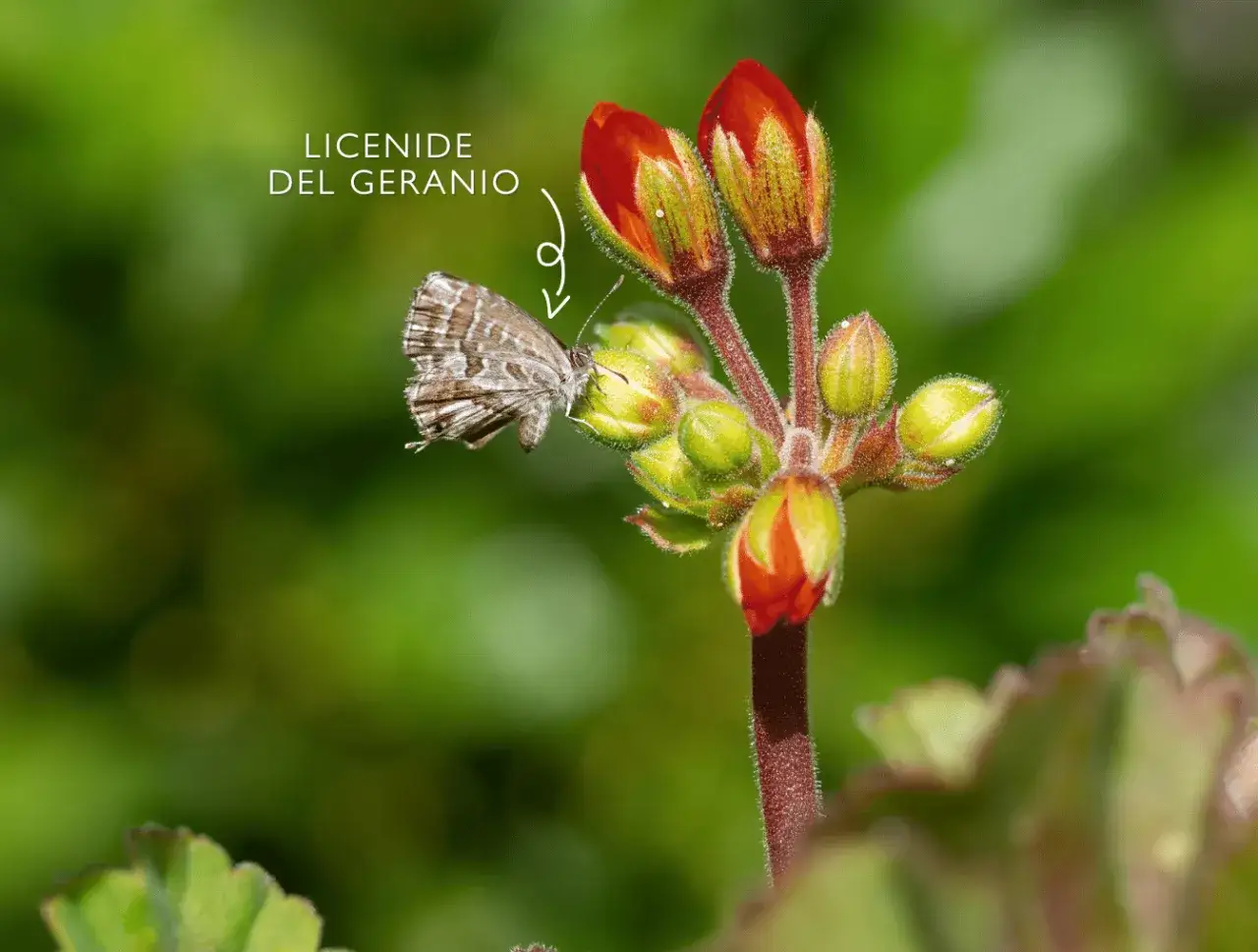 Una farfallina del geranio, con ali a scacchi, si posa su un bocciolo rosso.
