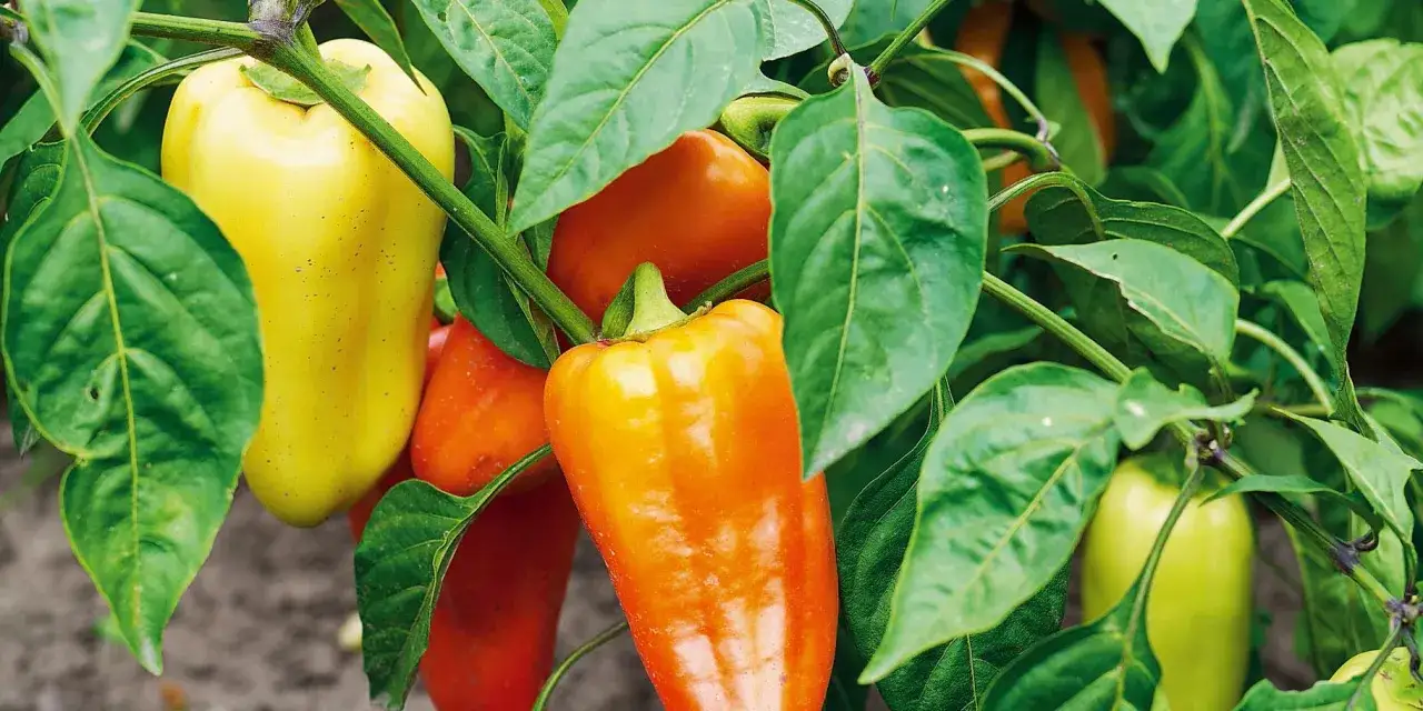 Peperoni maturi di vari colori (giallo, arancione, rosso) pendono dai rami verdi. L'altezza pianta peperone &egrave; ideale per la raccolta.