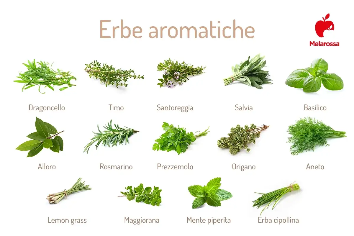 Un elenco completo di erbe aromatiche: dragoncello, timo, santoreggia, salvia, basilico, alloro, rosmarino, prezzemolo, origano, aneto, lemon grass, maggiorana, menta piperita, erba cipollina.