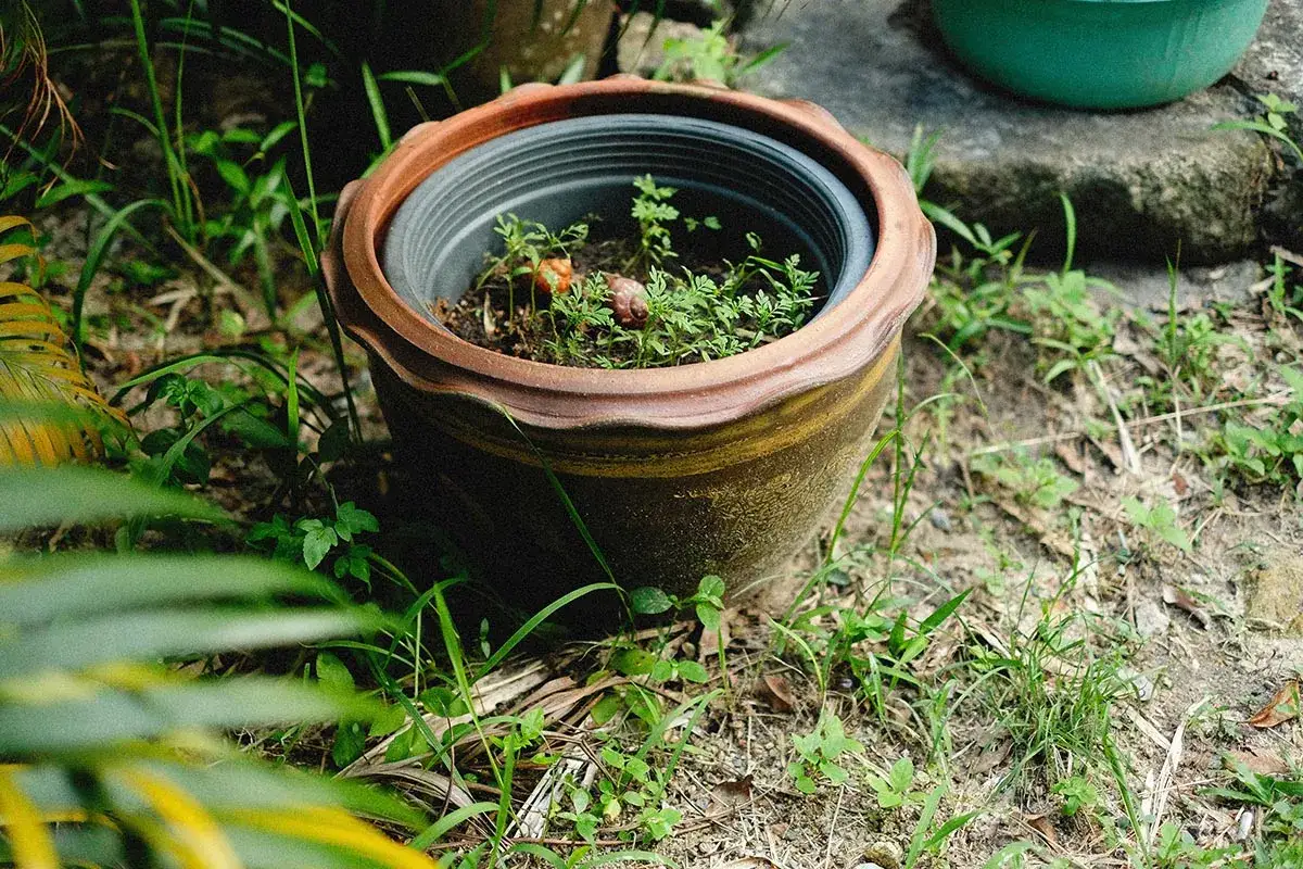 Vaso con piantine verdi. L'argilla espansa è ideale per quali piante, garantendo drenaggio e aerazione.
