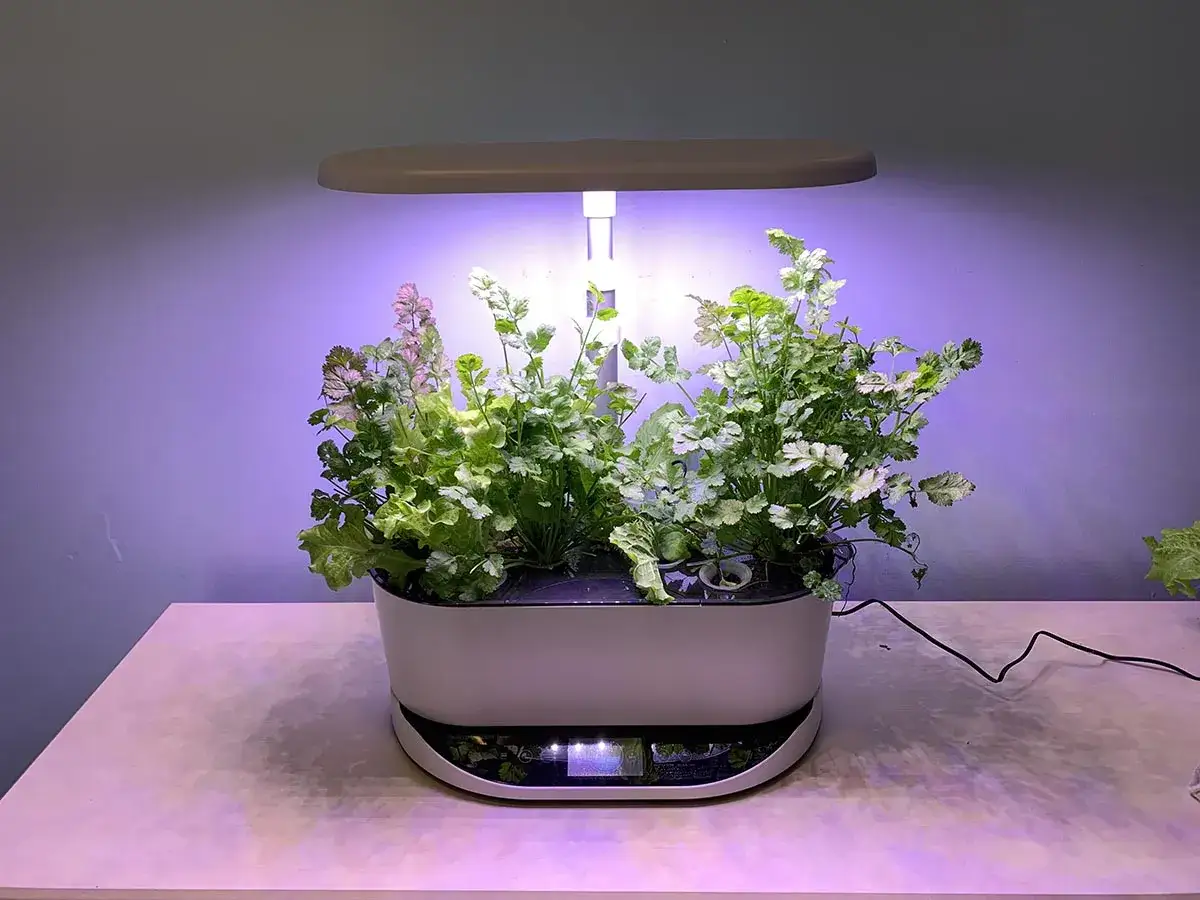 Erbe fresche crescono sotto una luce LED in un sistema idroponico, un vero trolmaster per la tua cucina.
