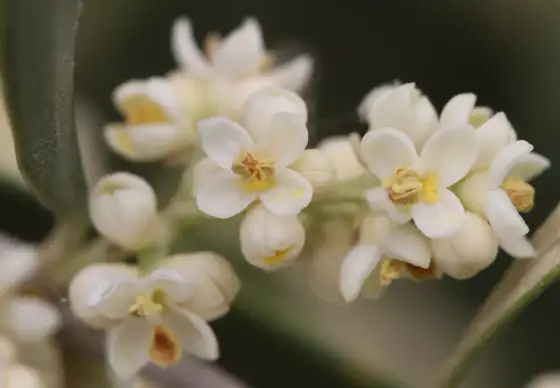 Fiore ermafrodita, come riconoscerlo e favorire l’impollinazione