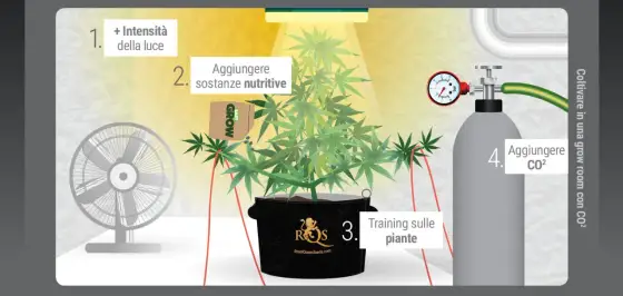 CO2 grow box, quando serve davvero e come usarla in sicurezza