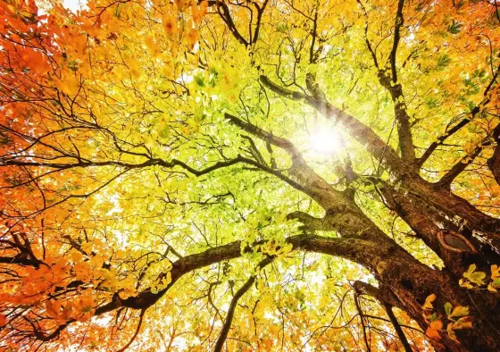 Perché le foglie cambiano colore in autunno?