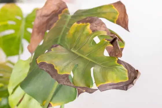 Monstera con foglie gialle e marroni - Diagnosi e rimedi rapidi