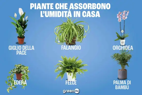 Piante che assorbono umidità - Funzionano davvero?