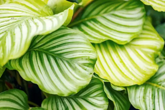 Calathea con foglie gialle - Diagnosi e cura rapida