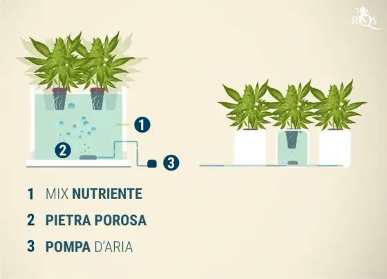 Deep Water Culture nel grow box - guida pratica a pH ed EC