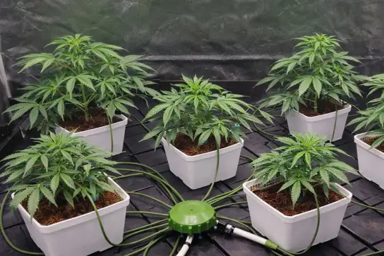 Atami Wilma nella grow box - guida a formati e irrigazione