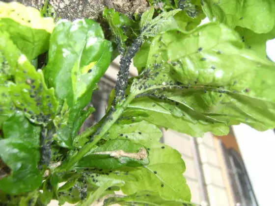 Cocciniglia sul Basilico - Salva la tua pianta aromatica!