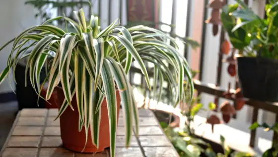 Falangio - La guida completa per una pianta perfetta in casa